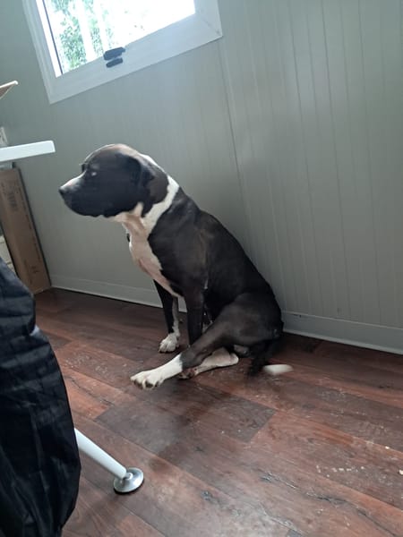 OLIVER patatone dolcissimo