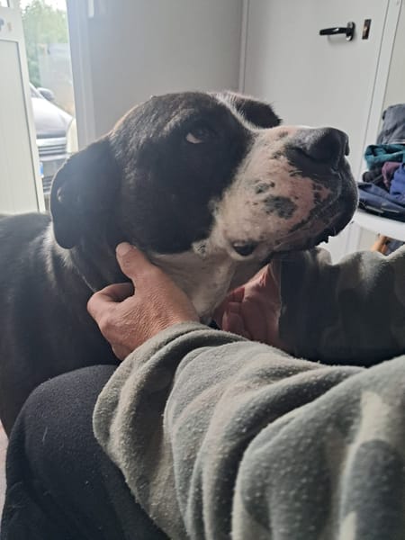 OLIVER patatone dolcissimo