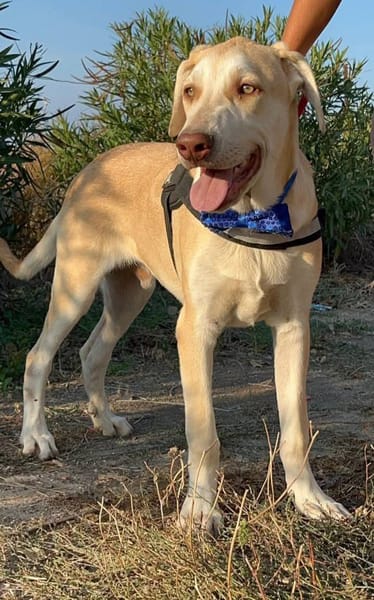 VASCO chiede una famiglia