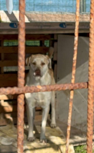 VASCO chiede una famiglia
