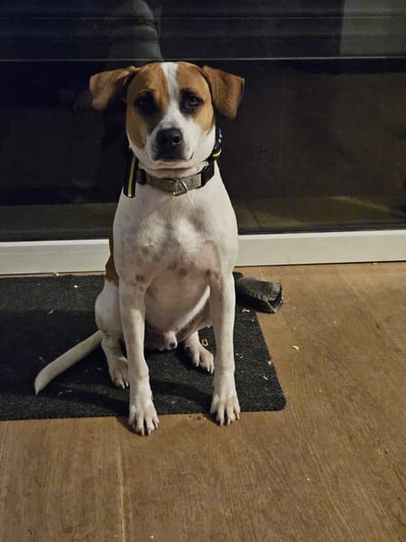 ELLIOT, mâle croisé créole, né le 25/06/2023 🌜