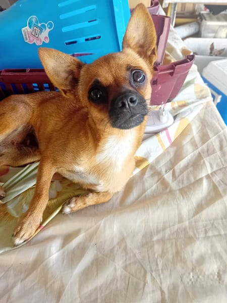 KIMIE, femelle Chihuahua de couleur fauve, née le 25 décembre 2023