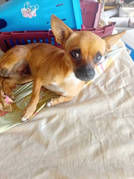 KIMIE, femelle Chihuahua de couleur fauve, née le 25 décembre 2023