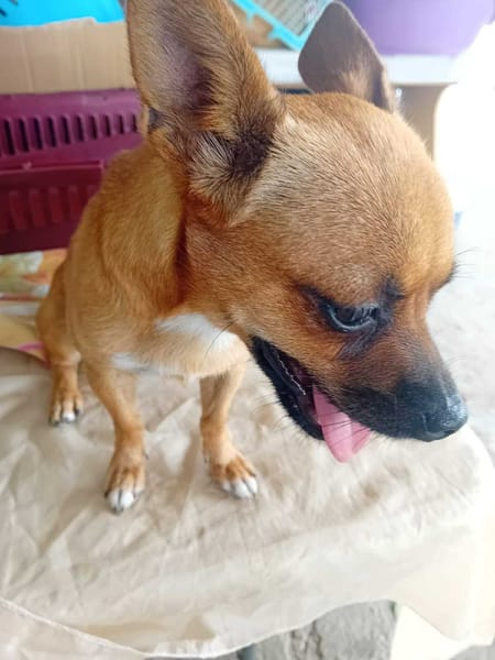 KIMIE, femelle Chihuahua de couleur fauve, née le 25 décembre 2023