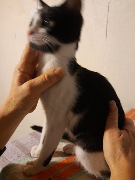 ARIA chatonne noire et blanche