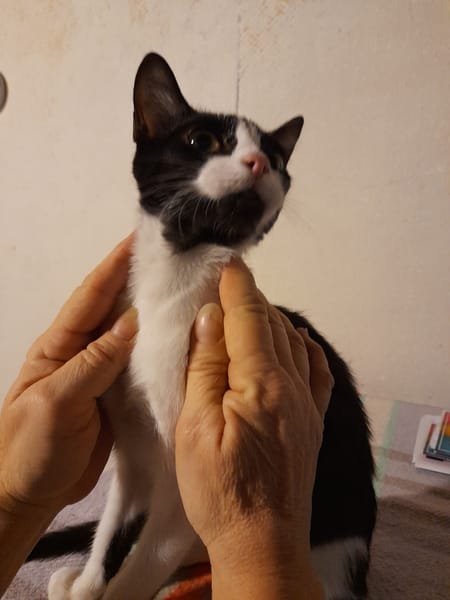 ARIA chatonne noire et blanche