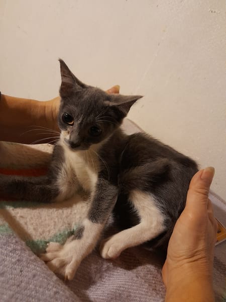 EUNICE CHATONNE grise et blanche