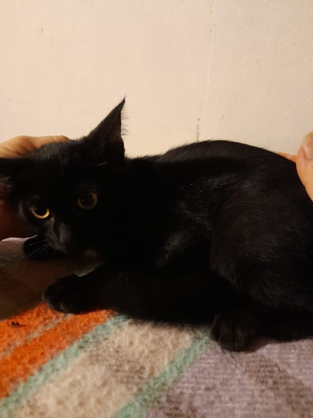 REGLISSE chatonne noir