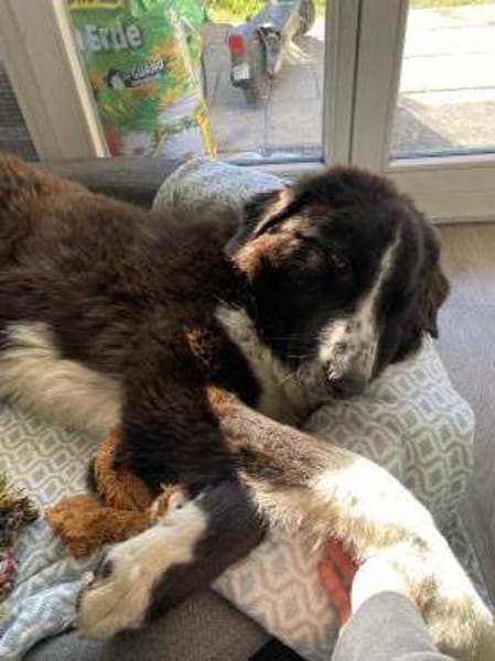 Zuhause gesucht für Shadow