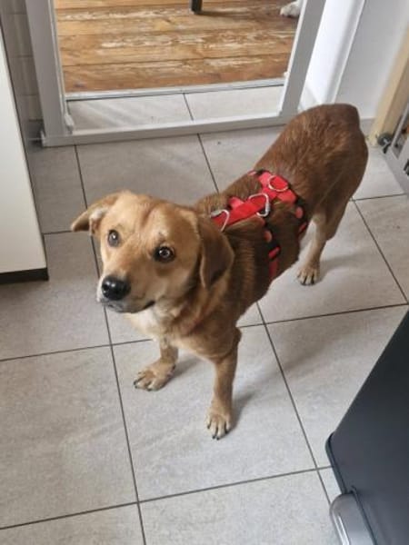 Mr. Waffels, liebt Menschen!