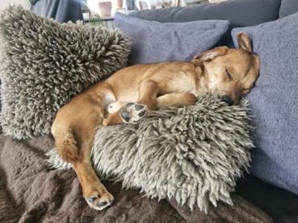 Mr. Waffels, liebt Menschen!