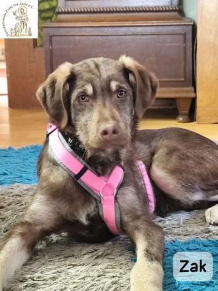 Junger Zak, hübsch, verspielt und ...