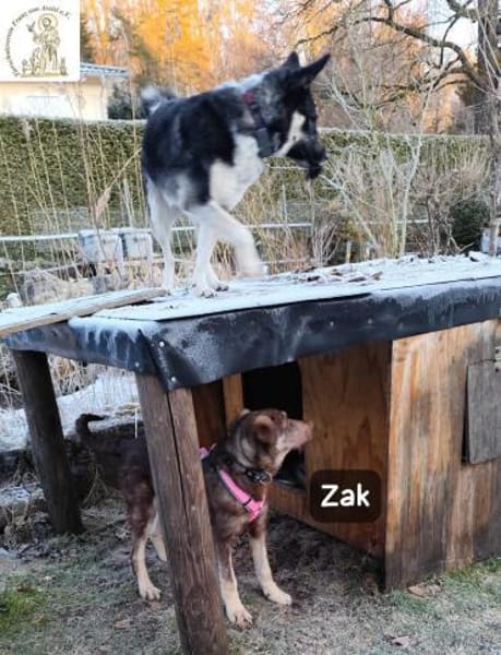 Junger Zak, hübsch, verspielt und ...