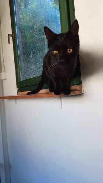 Kuschelbärchen Brahms