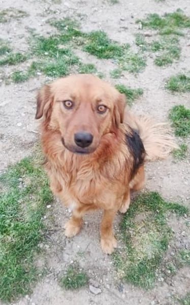 Niko ein toller Familienhund