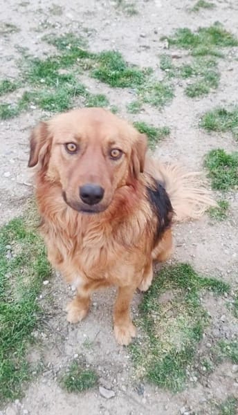 Niko ein toller Familienhund