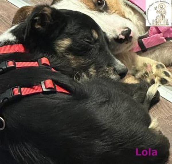 Lola  kleine Pfote, großes Herz ...