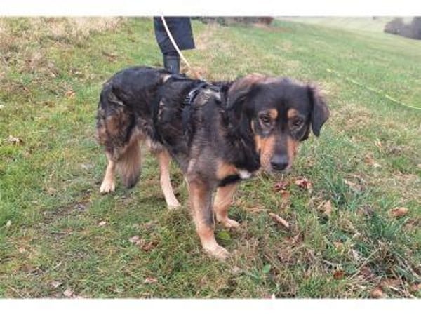 Dexter wartet in 01239 Dresden