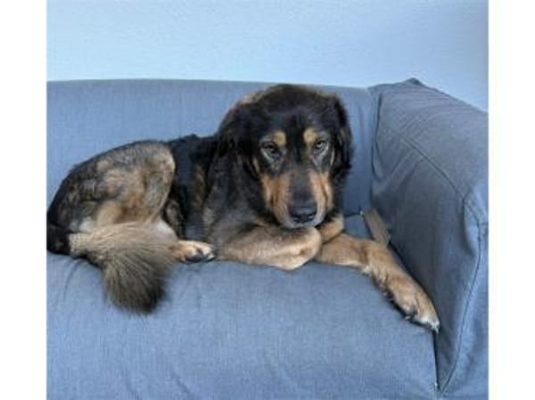 Dexter wartet in 01239 Dresden