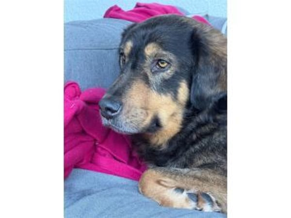 Dexter wartet in 01239 Dresden