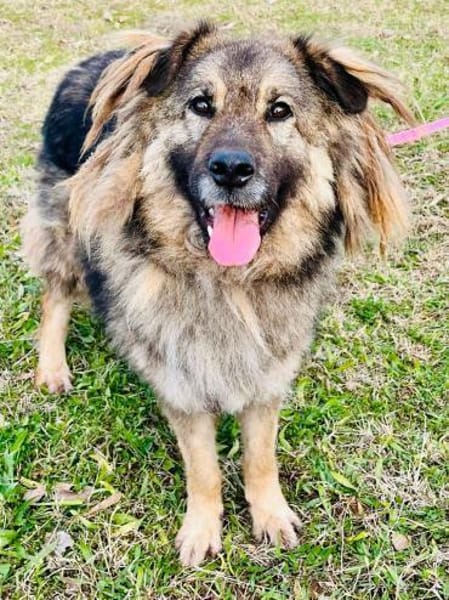 Frohnatur TINA sucht ihre Menschen