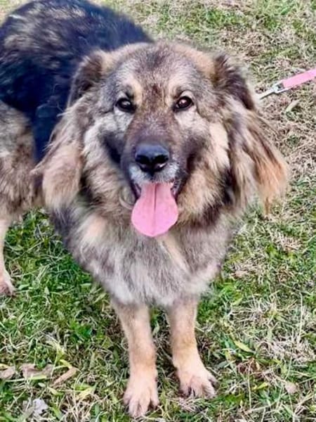 Frohnatur TINA sucht ihre Menschen