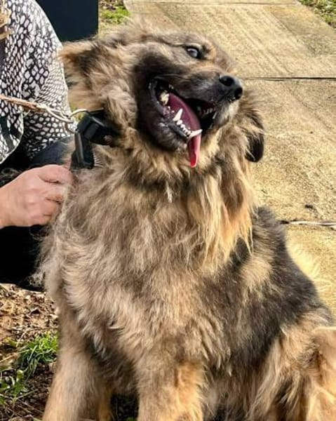 Frohnatur TINA sucht ihre Menschen