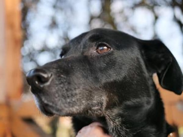 Zorro Labrador Mix Rüde 10Jahre in 72762