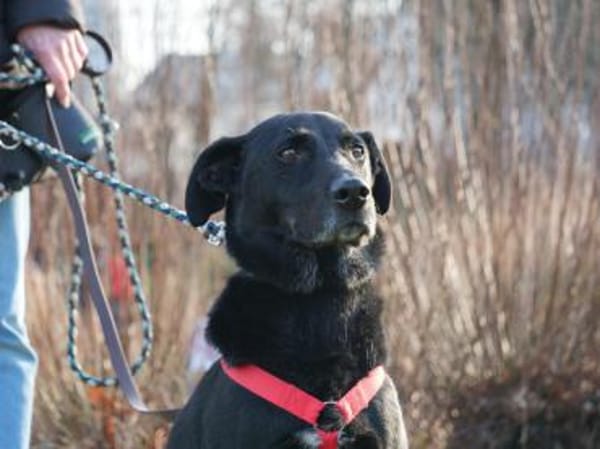 Zorro Labrador Mix Rüde 10Jahre in 72762