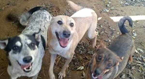 Sanfte💕 Deer 💕sucht Familie (E)