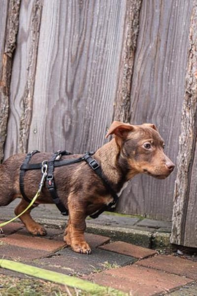 Der kleine Chico freut sich auf sein neu