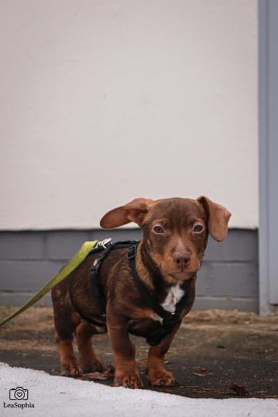 Der kleine Chico freut sich auf sein neu
