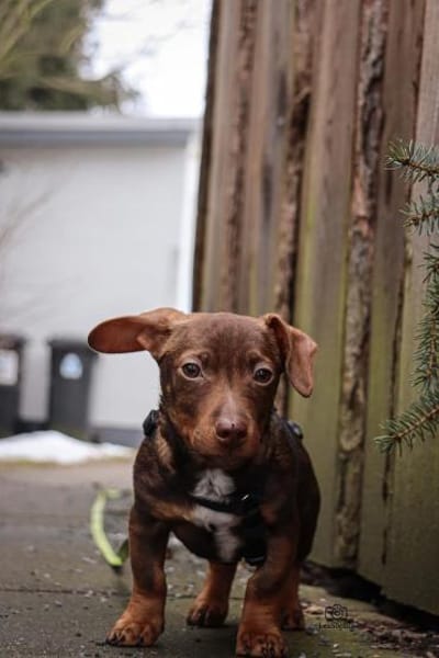 Der kleine Chico freut sich auf sein neu