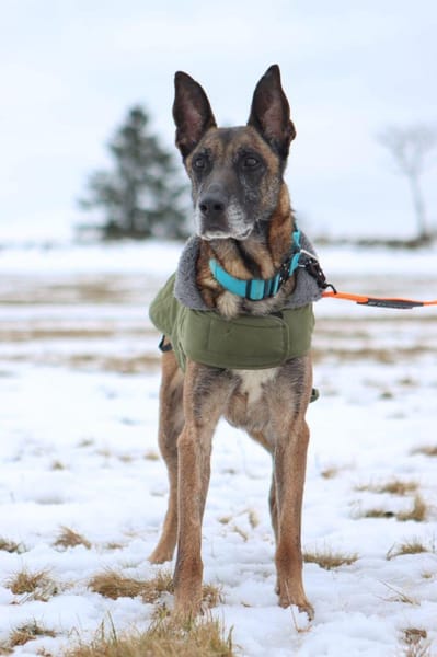 Herzenshund Kurt sucht Familie