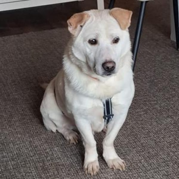 Cody ♥ gehst du mit mir meinen Weg?