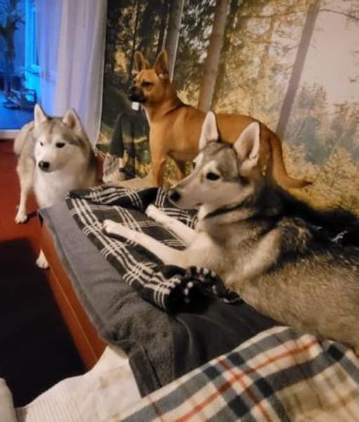 Lorenzo - anhänglich und menschenbezogen