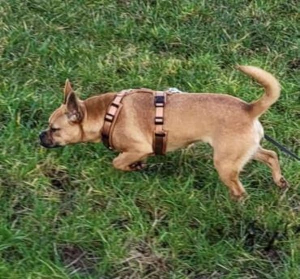 Lorenzo - anhänglich und menschenbezogen