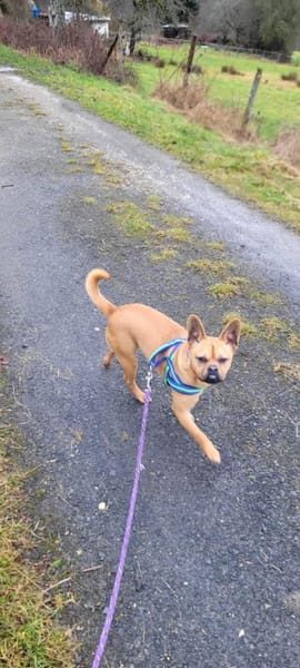 Lorenzo - anhänglich und menschenbezogen