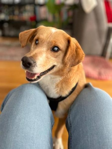 Herzenshund Stevie (Wonder) sucht DICH!