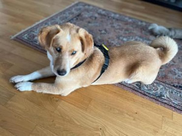 Herzenshund Stevie (Wonder) sucht DICH!