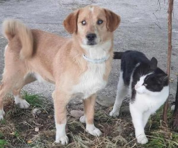 Herzenshund Stevie (Wonder) sucht DICH!