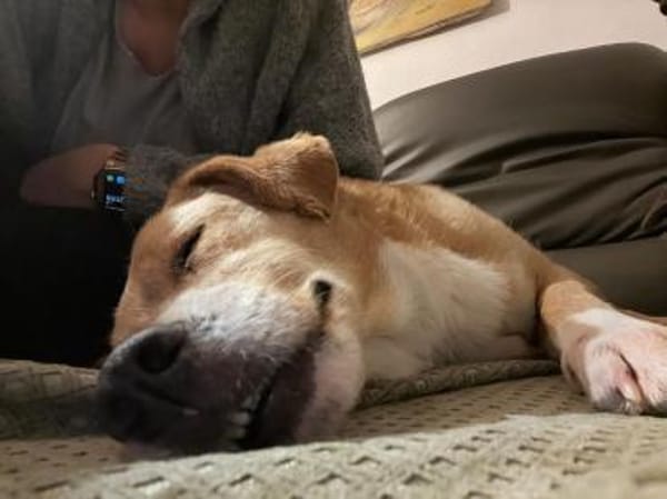 Herzenshund Stevie (Wonder) sucht DICH!