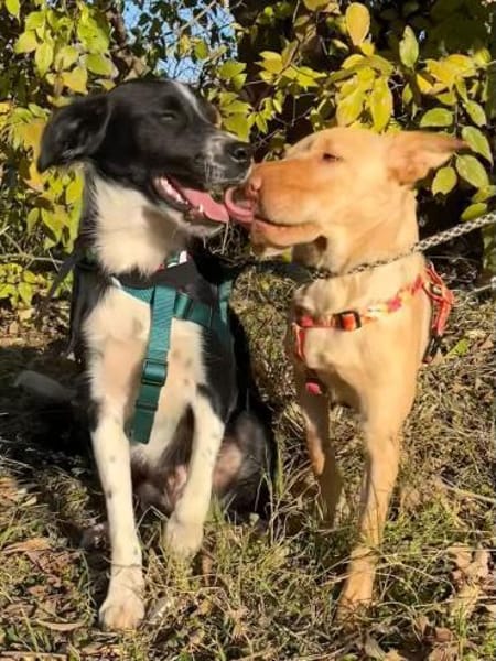 Ted & Millie - unzertrennliche Freunde