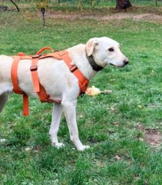 Tortulino 55 cm (Pflegestelle)