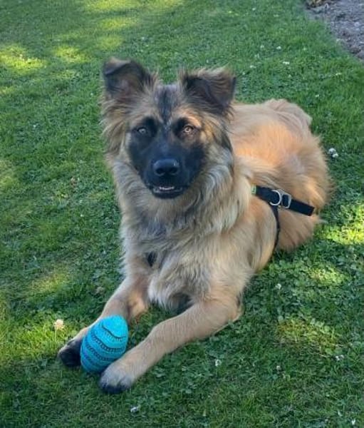 Floki sucht seine Familie