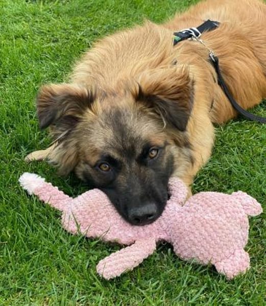 Floki sucht seine Familie