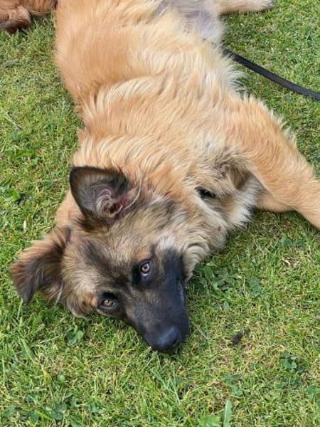 Floki sucht seine Familie