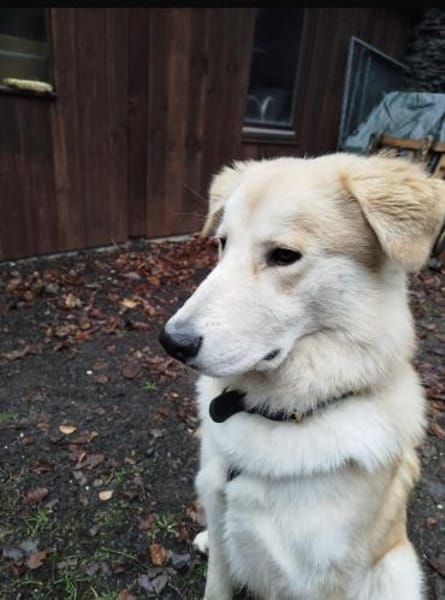 Buddy sucht seine Trainingspartner