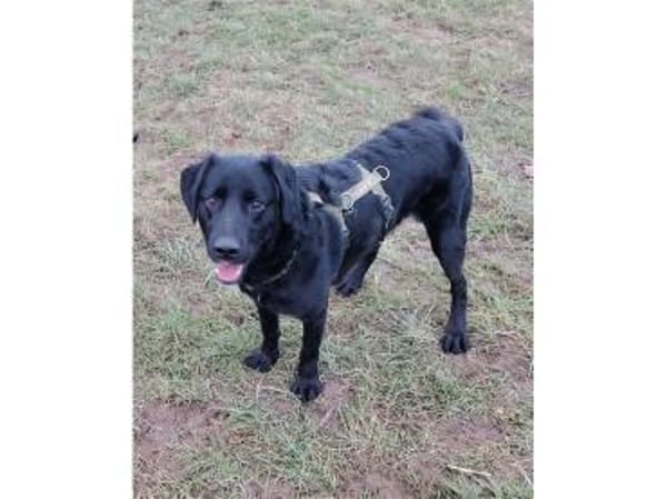 Bruno - wartet in 45478 Mülheim