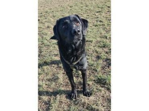 Bruno - wartet in 45478 Mülheim